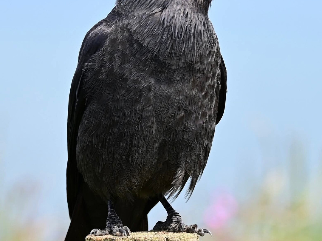 RSPB Bempton Cliffs-Bempton必去景点