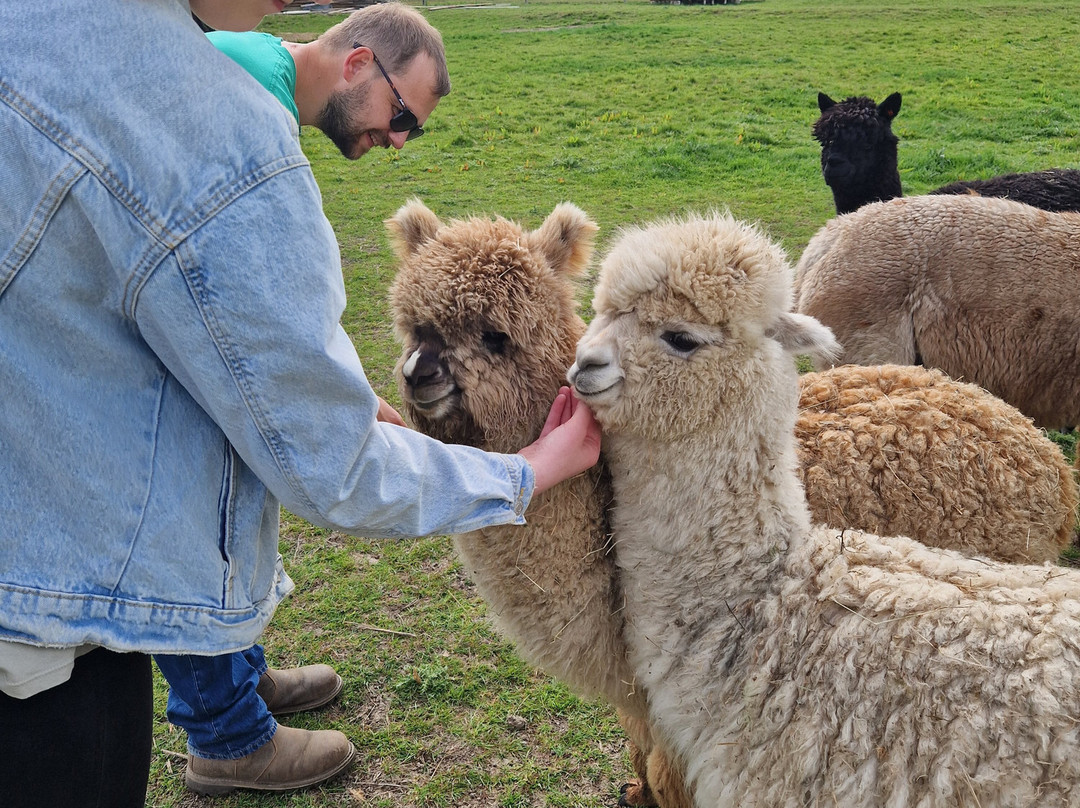 London Alpacas-Epping必去景点