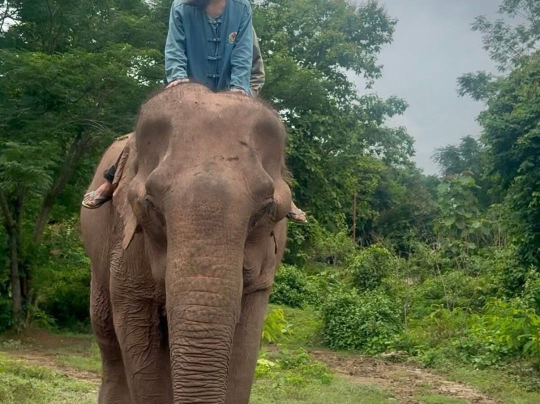 Manifa Elephant Camp-Sang Ha必去景点
