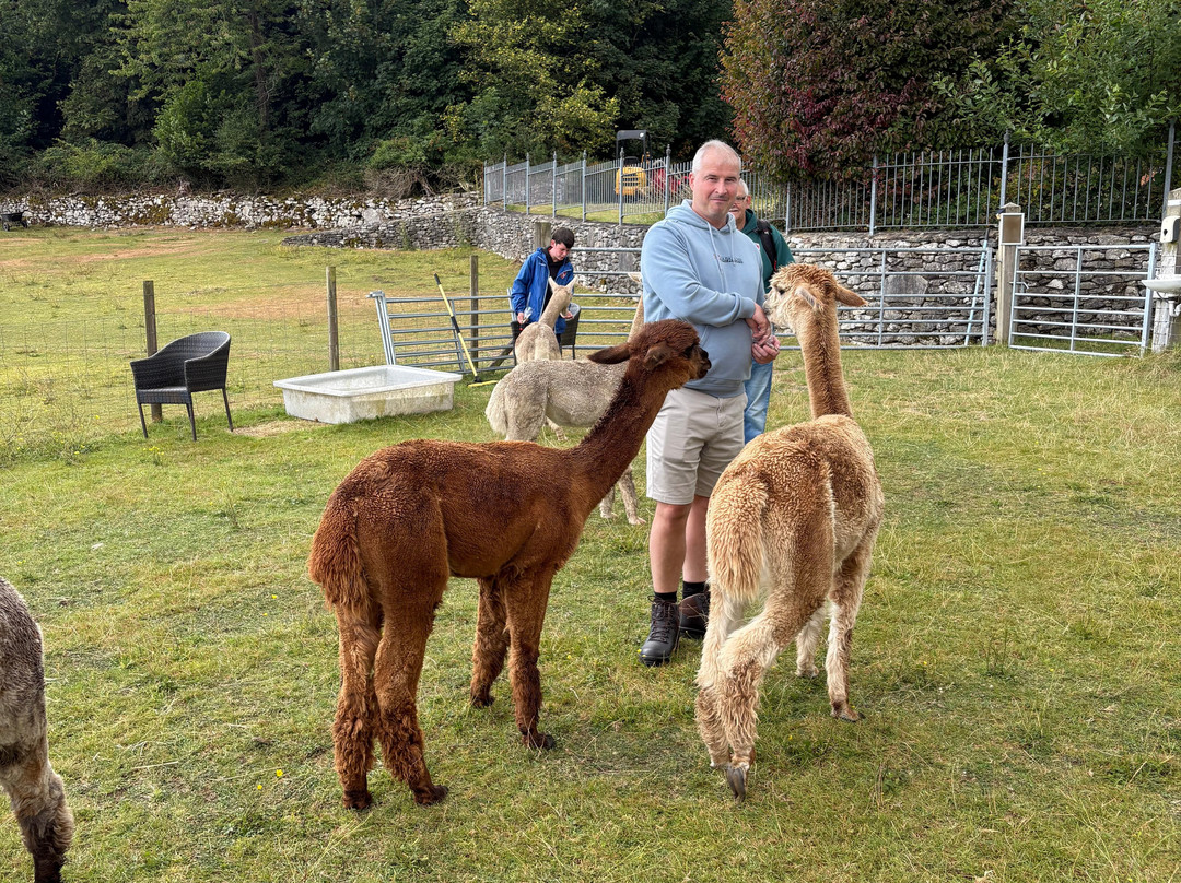 Bardsea Alpacas And Llamas-Bardsea必去景点
