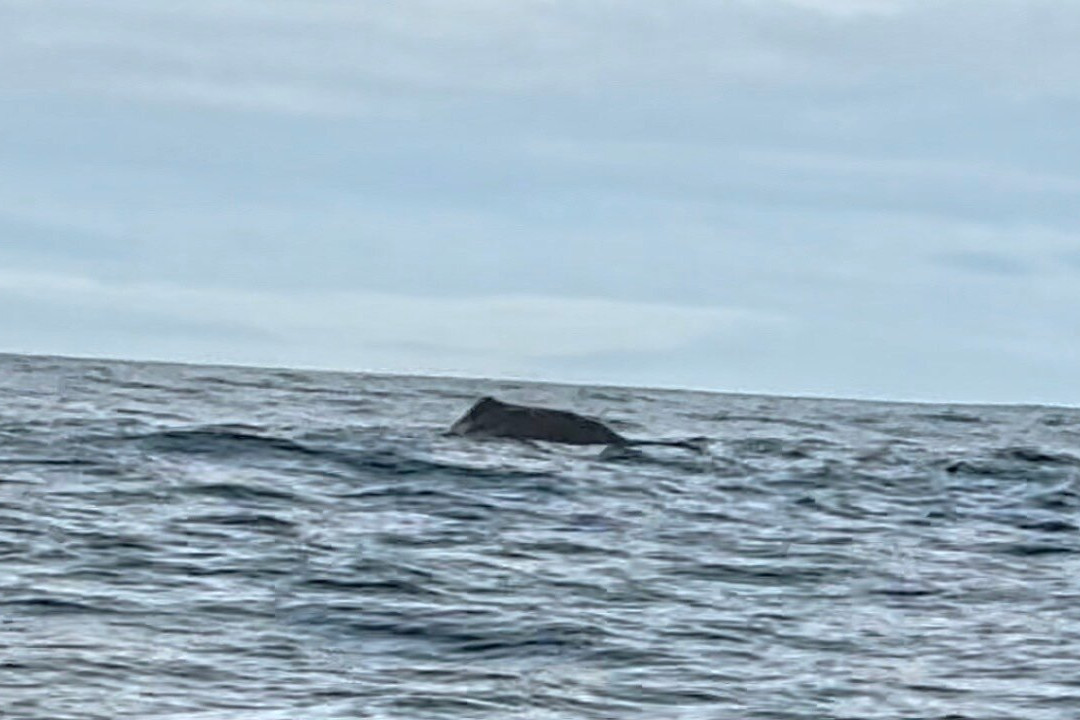 Whale2Sea-Andenes必去景点