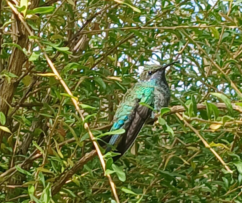 Santuario de colibríes - Ensifera Ensifera-乌鲁班巴必去景点