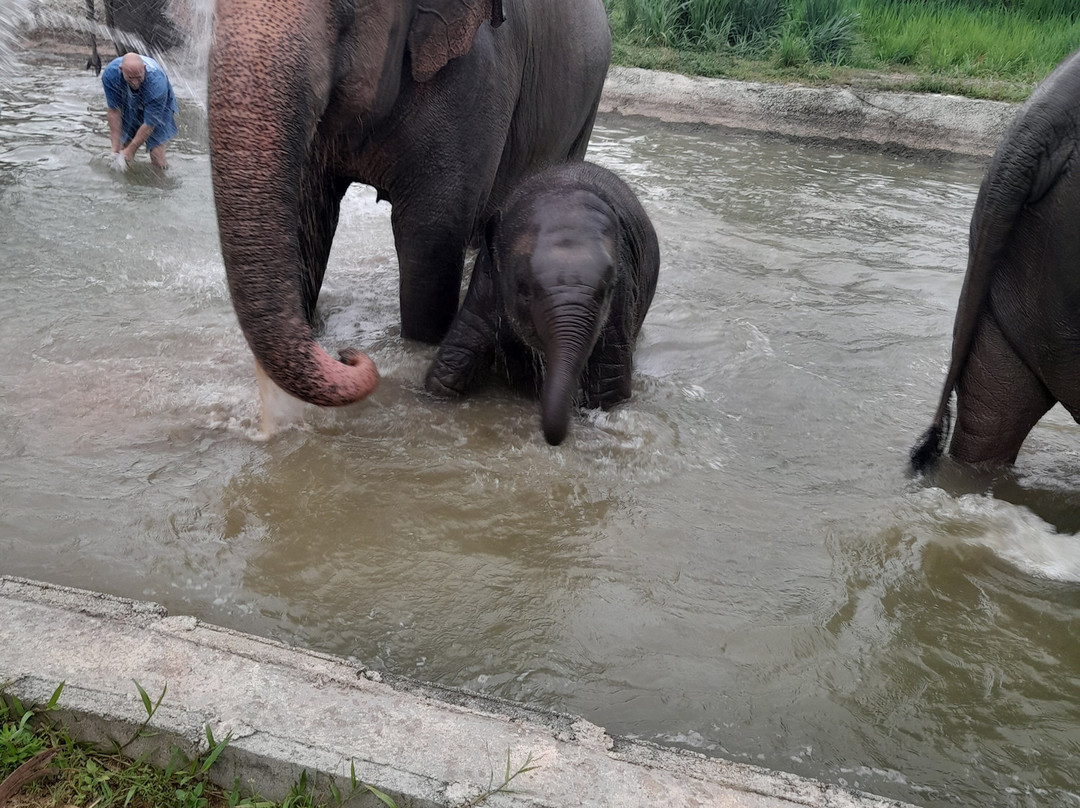 Living Green Elephant Sanctuary-清迈必去景点