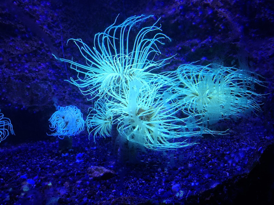Aquarium de Biarritz-比亚里茨必去景点