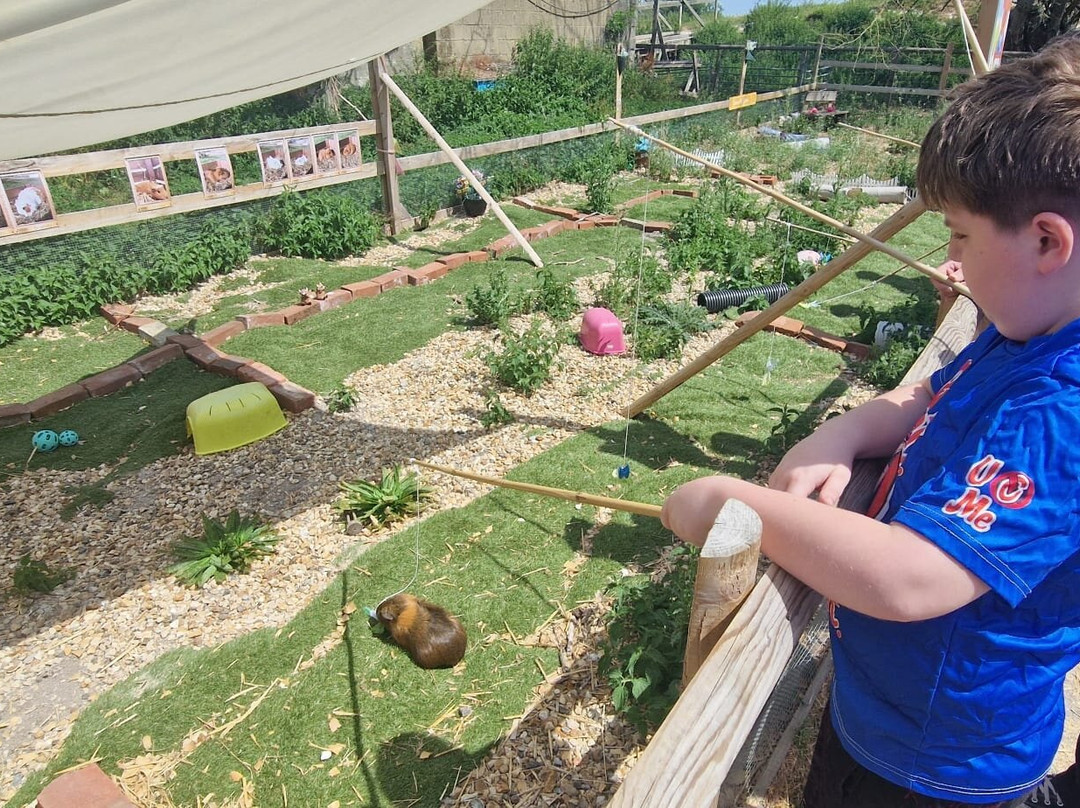 Cholderton Rare Breeds Farm-Cholderton必去景点