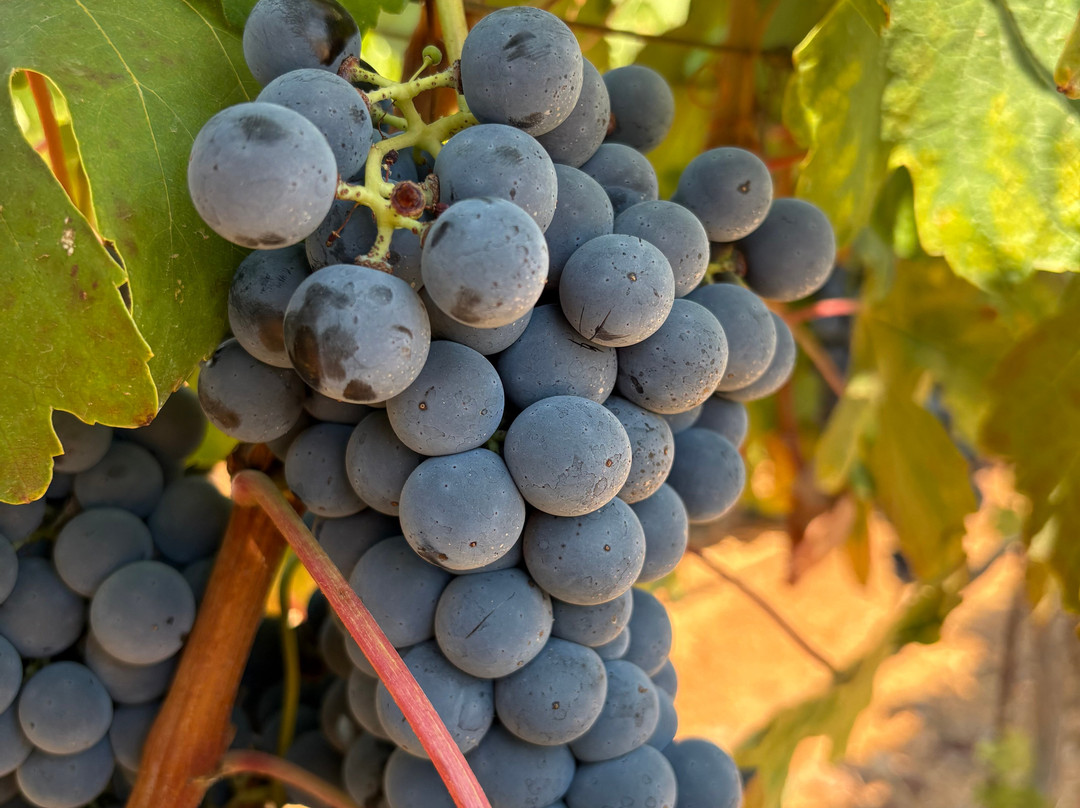 Gentilini Winery & Vineyards-Minia必去景点
