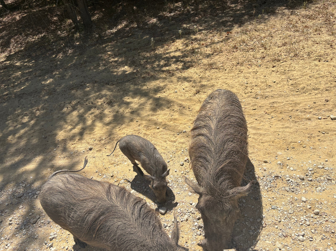 Texas Zoofari Park-Kaufman必去景点