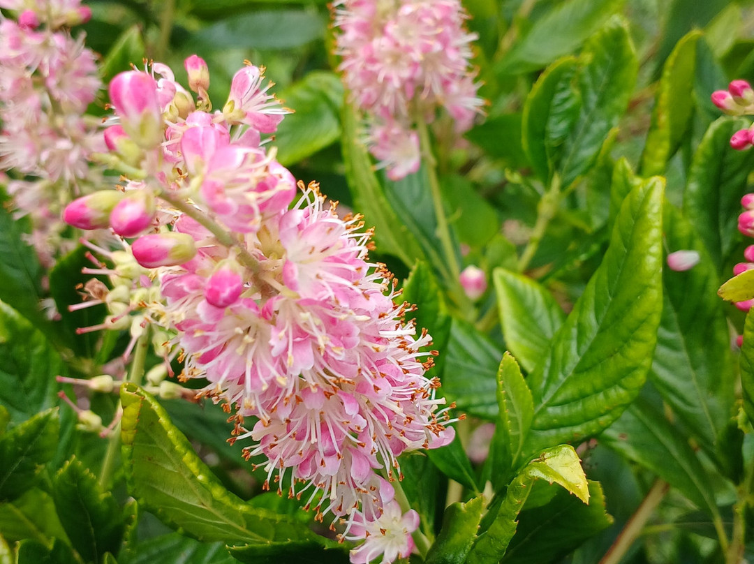 Howick Hall Gardens & Arboretum-阿尼克必去景点