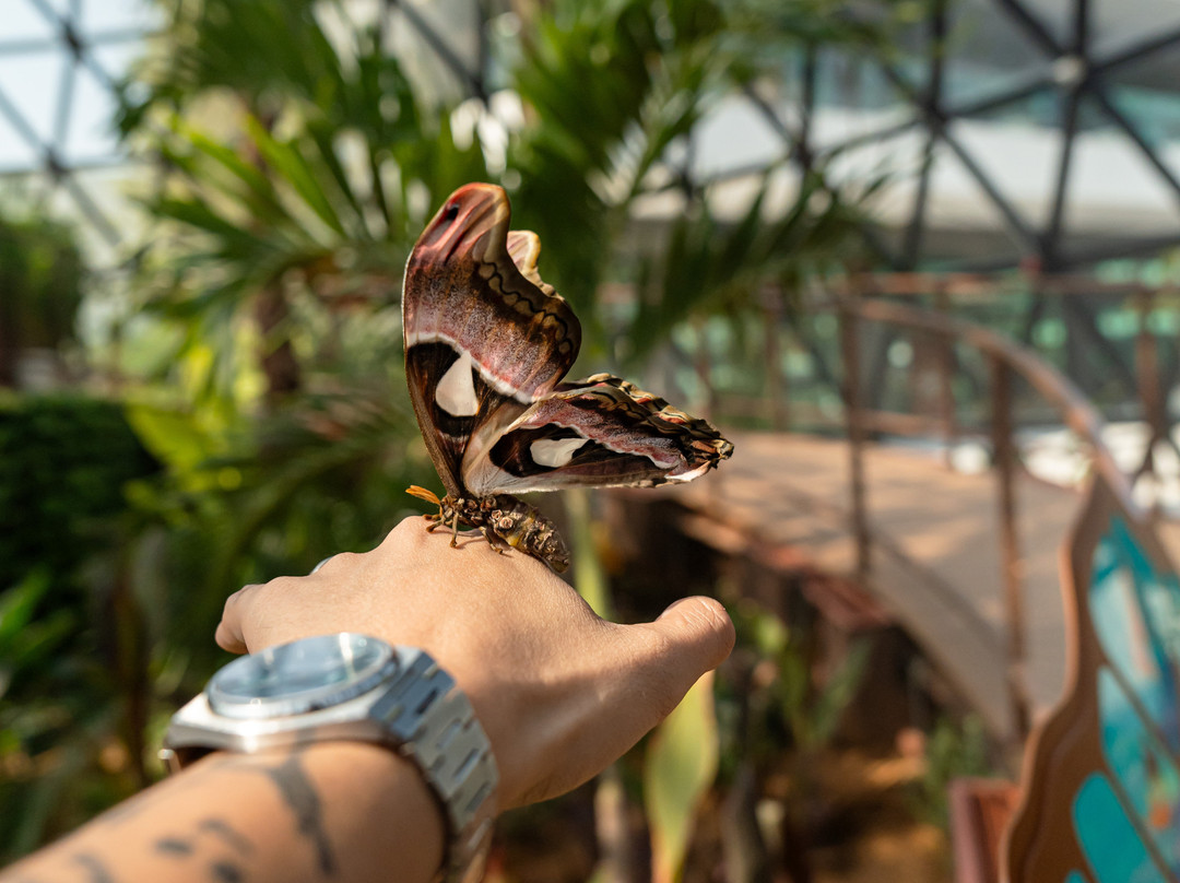 The Butterfly Gardens Abu Dhabi-阿布扎比必去景点