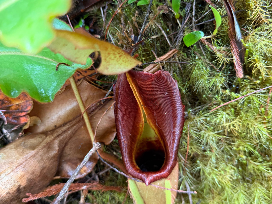 Maliau Basin Conservation Area-斗湖必去景点