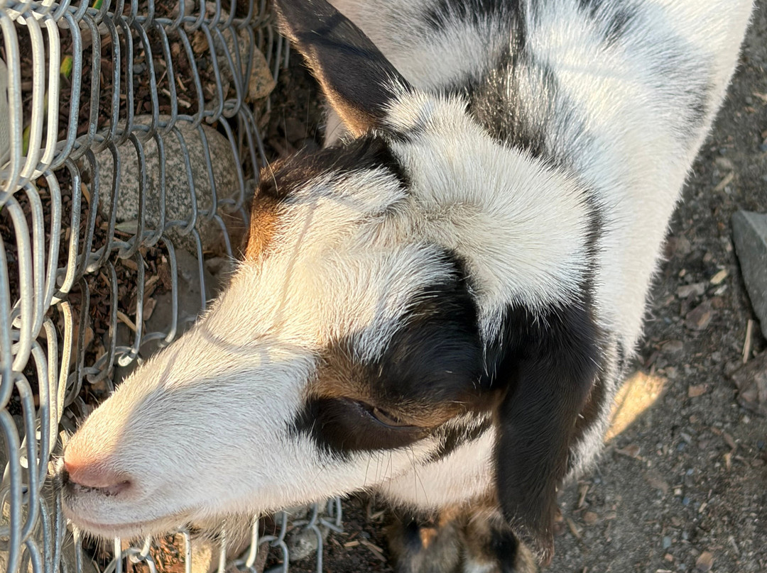 BC Wildlife Park-坎卢普斯必去景点