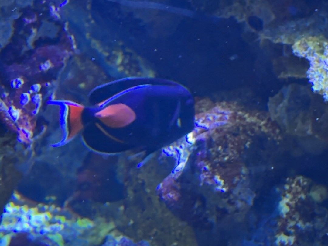 Grand Aquarium-圣马洛必去景点