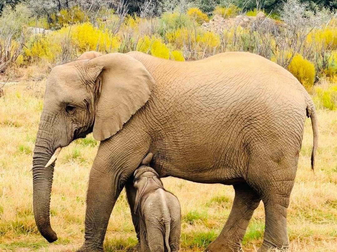Sanbona Wildlife Reserve-蒙提古必去景点