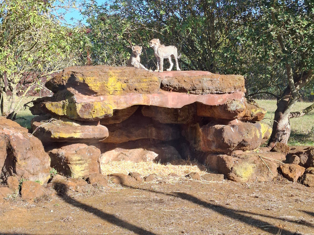 Whipsnade Zoo-邓斯特布尔必去景点