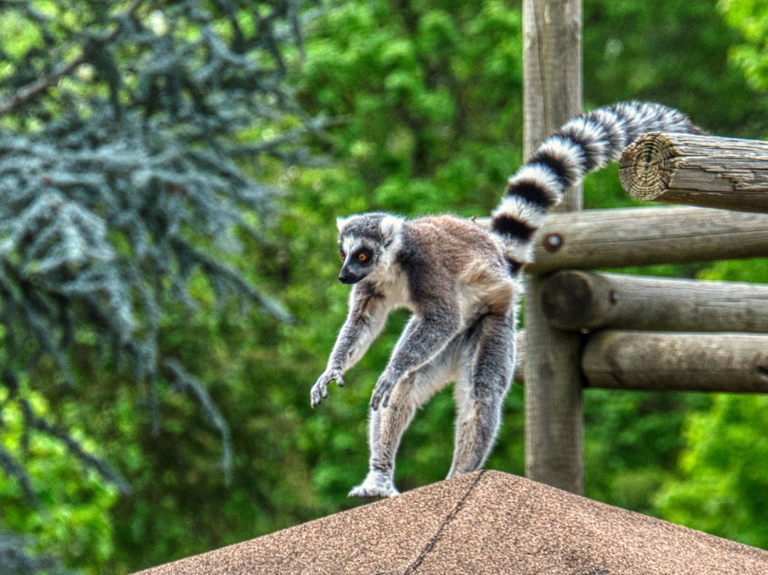 Wildlife Safari-Winston必去景点