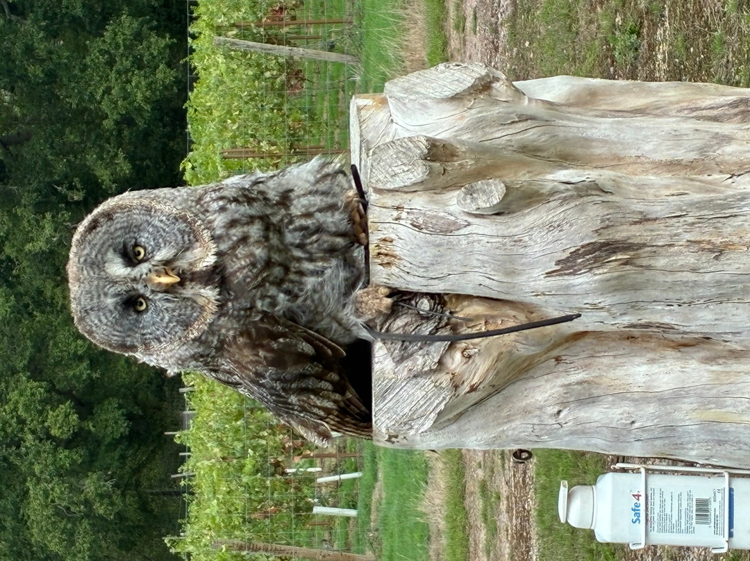 UK Owl And Raptor Centre-Groombridge必去景点