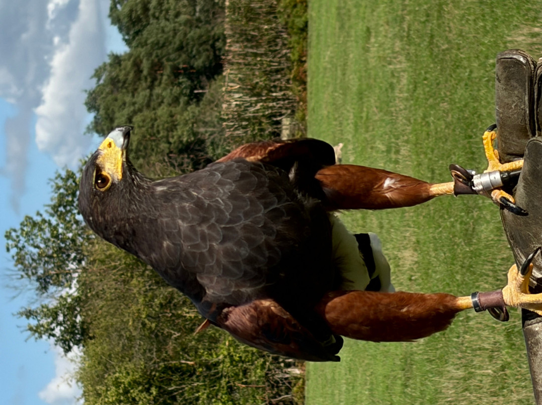 UK Owl And Raptor Centre-Groombridge必去景点