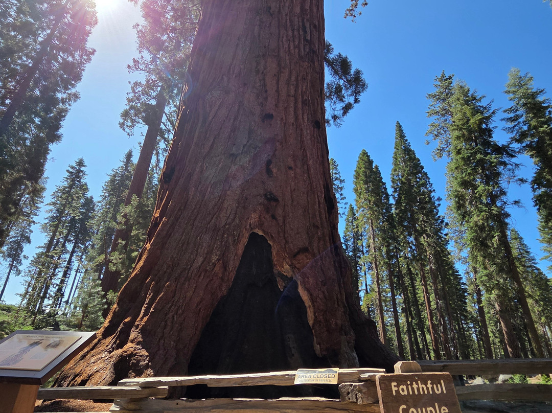 Mariposa Grove of Giant Sequoias-优胜美地国家公园必去景点