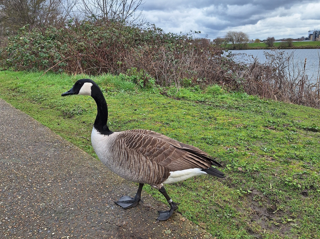 Walthamstow Wetlands-伦敦必去景点