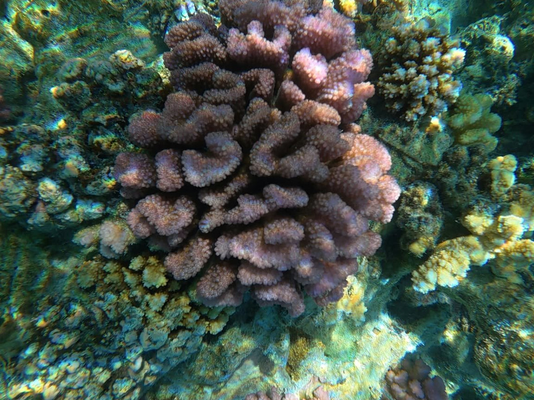 Coral Gardeners Xperience-Paopao必去景点