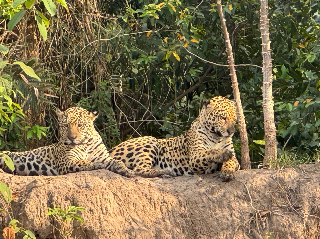 Pantanal Jaguar Safaris-Chapada dos Guimaraes必去景点