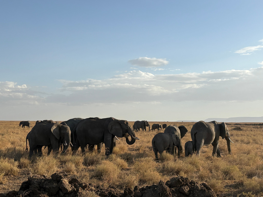 African Scenic Safaris-莫西必去景点