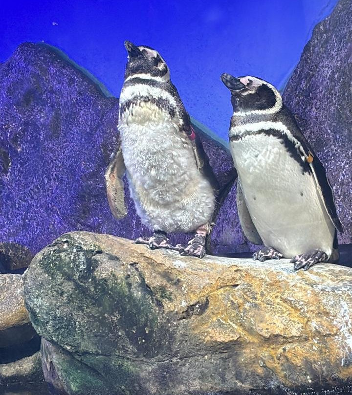 Ubatuba Aquarium-乌巴图巴必去景点
