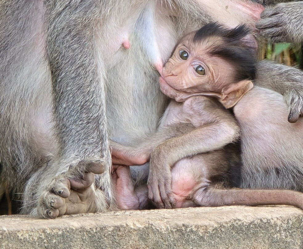 Sangeh Monkey Forest-Sangeh必去景点