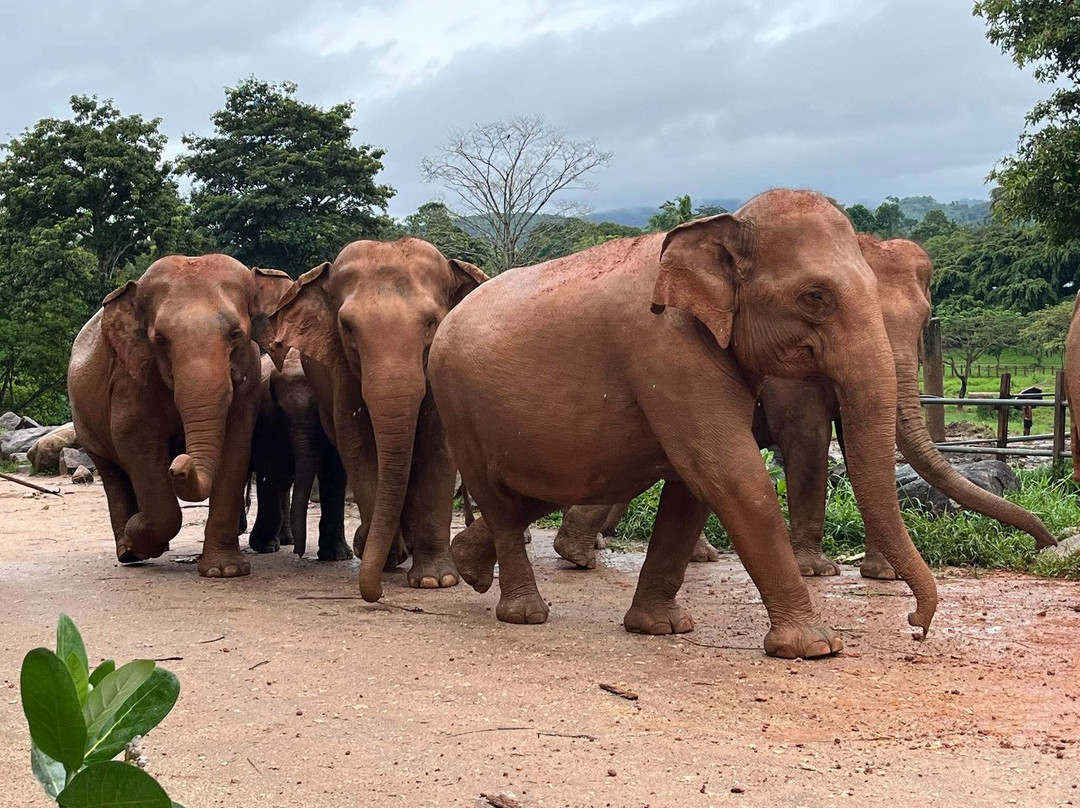 Dinu Ceylon Tours-Kammala必去景点