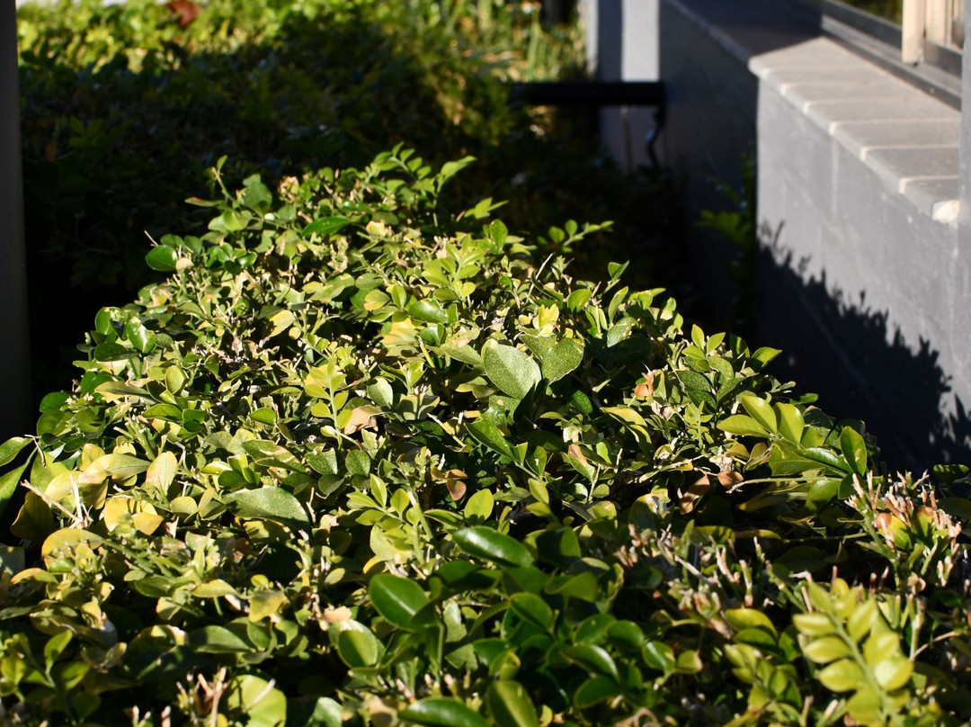 The Town House Motor Inn