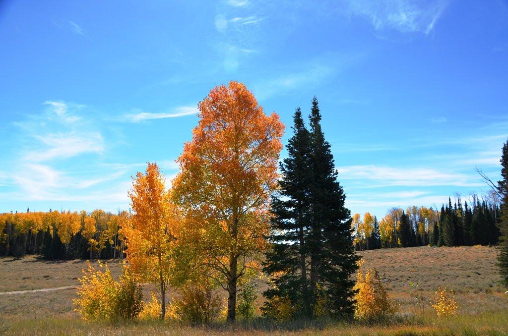 Dixie National Forest-锡达城必去景点