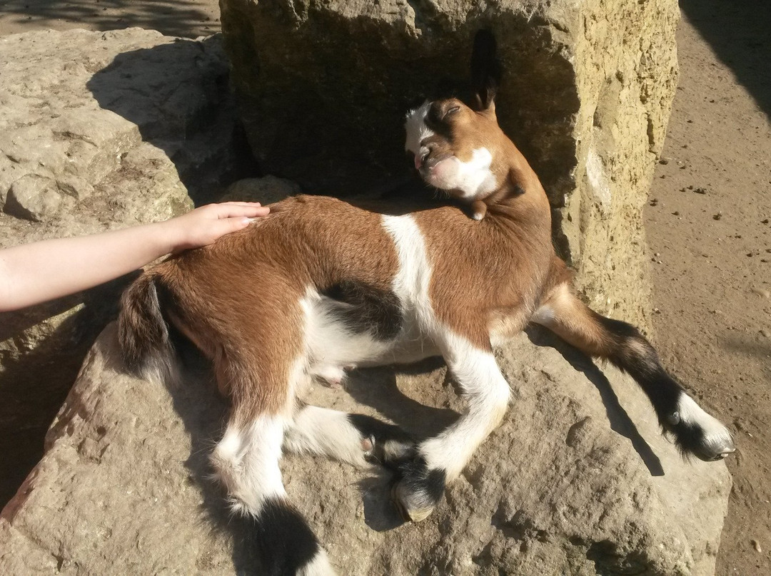 Tierpark景点图片