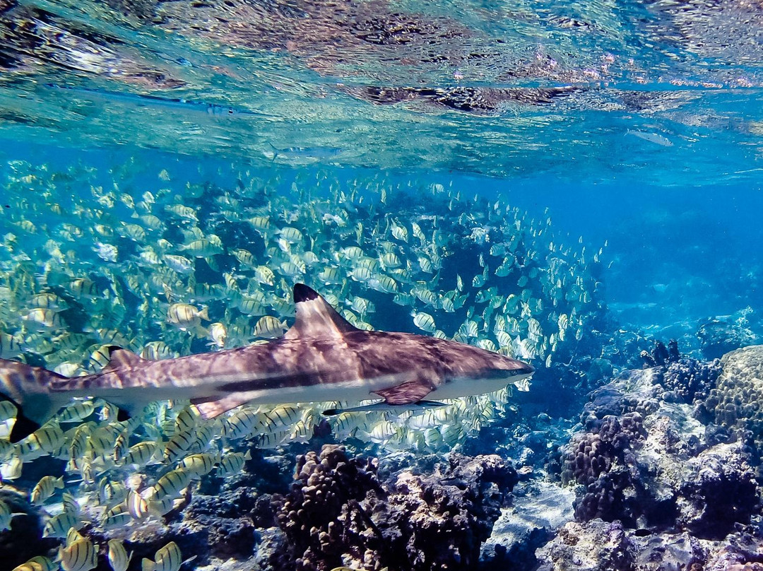 泻湖水族馆景点图片