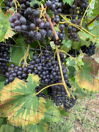 Grapes And Ladders Winery-Ellijay必去景点