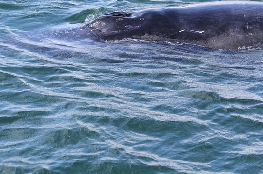 Freedom Whale Watch-赫维湾必去景点
