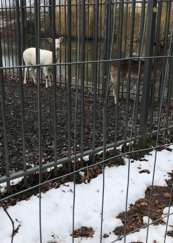 Animal enclosure at the Schwanenteich景点图片
