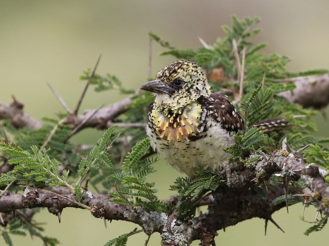 Taste Of Africa Adventures-Kimana必去景点
