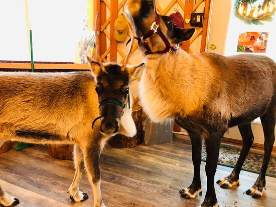 Chena Outdoor Collective-费尔班克斯必去景点