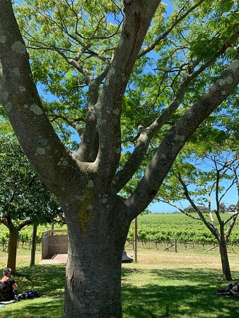 Te Awanga Estate Vineyard景点图片