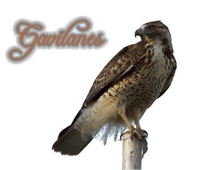 Los Gavilanes
