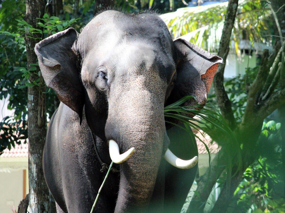 Kodanand Elephant Training Centre景点图片