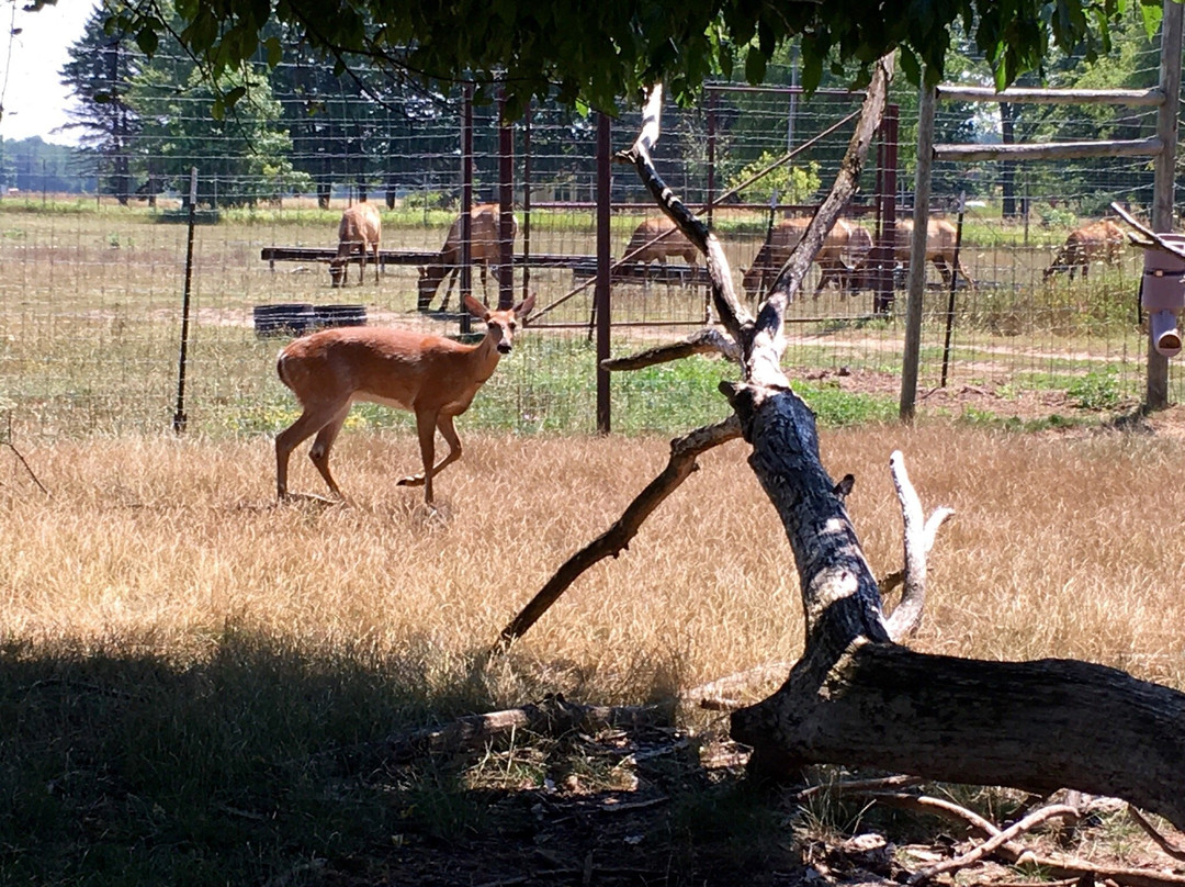 Amber Elk Ranch景点图片