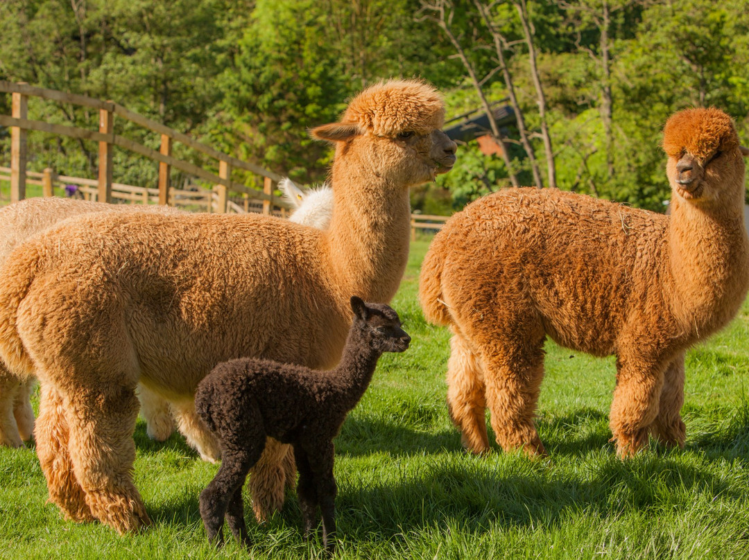 Alpaca Alpaca At Leven Valley景点图片