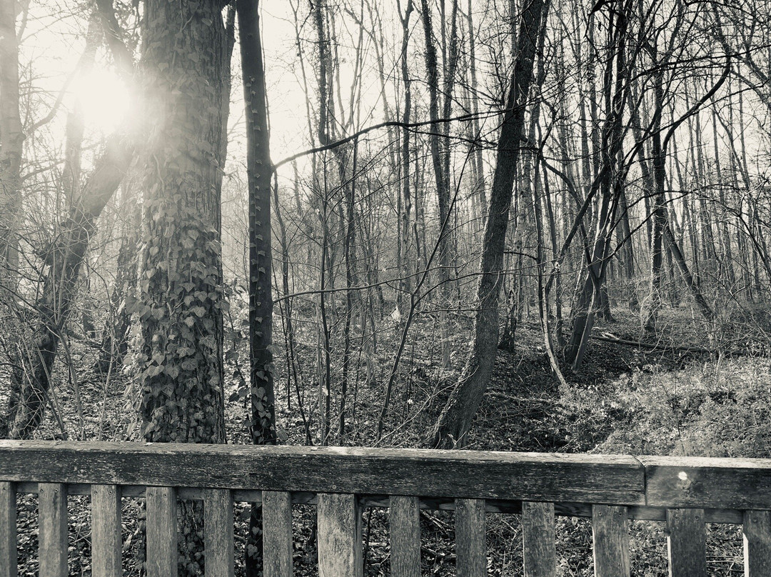 Naturschutzgebiet Beversee景点图片