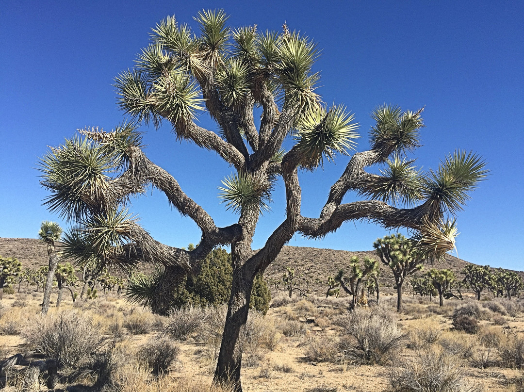 Johnny Lang Grave-约书亚树国家公园必去景点