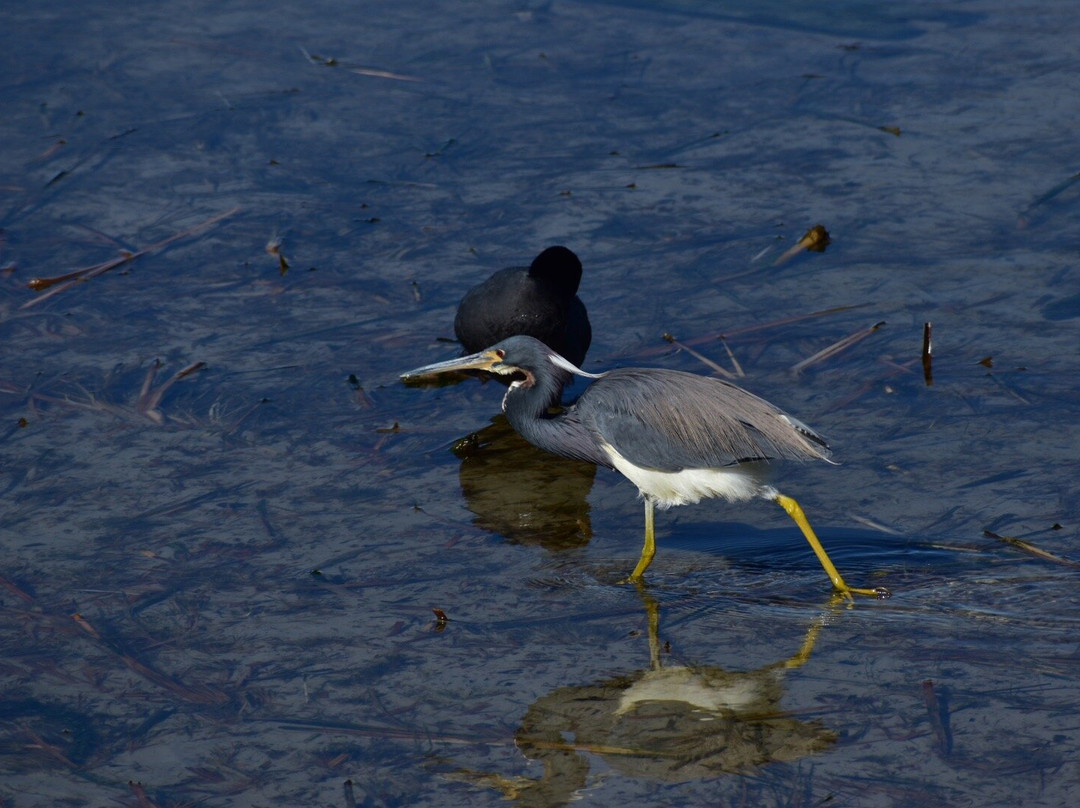 Leonabelle Turnbull Birding Center景点图片