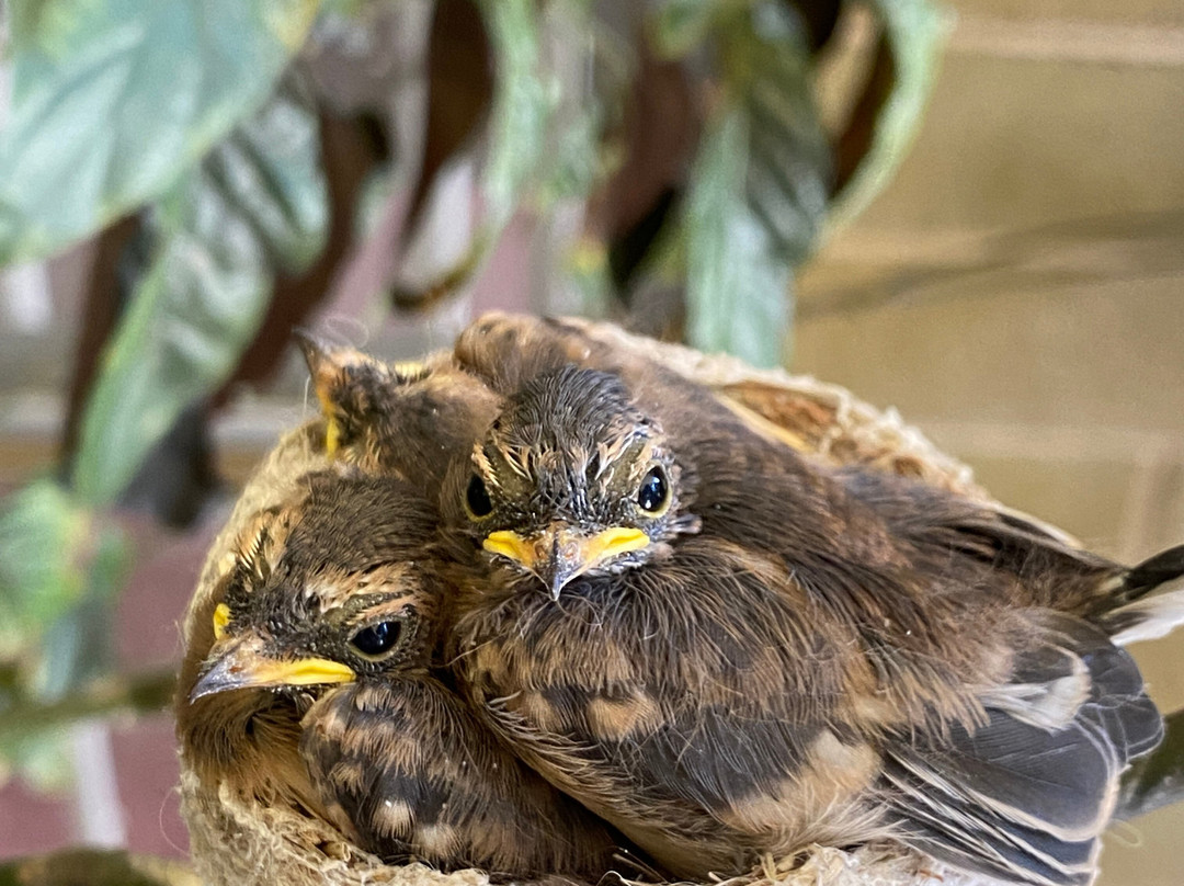 Buffalo Motel and Country Retreat主图