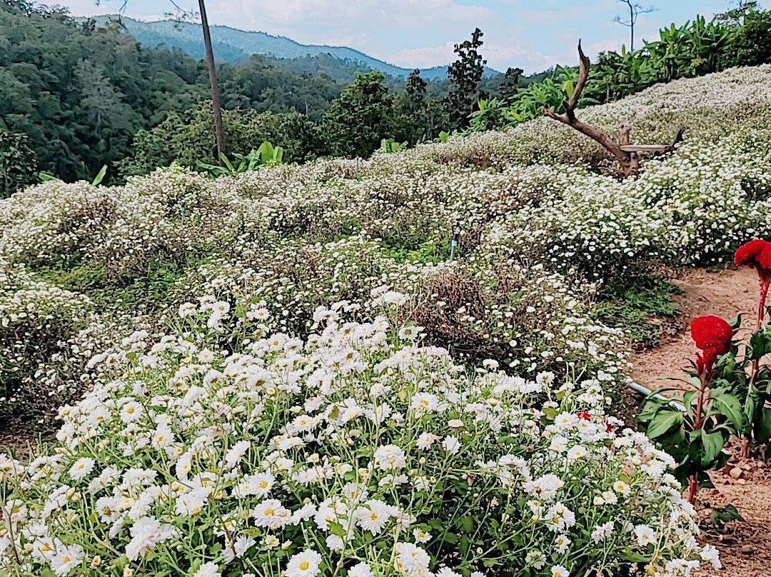Chrysanthemum flower景点图片