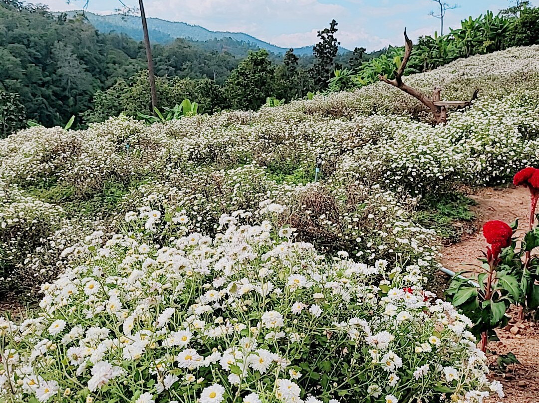 Chrysanthemum flower-沙蒙必去景点