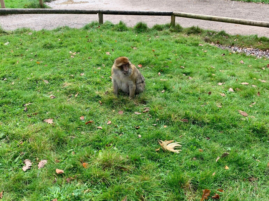 Trentham Monkey Forest景点图片